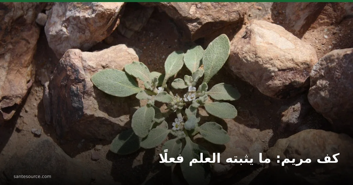 نبتة كف مريم مزهرة بين صخور الصحراء، العشبة المتداولة بالمغرب للحمل والخصوبة