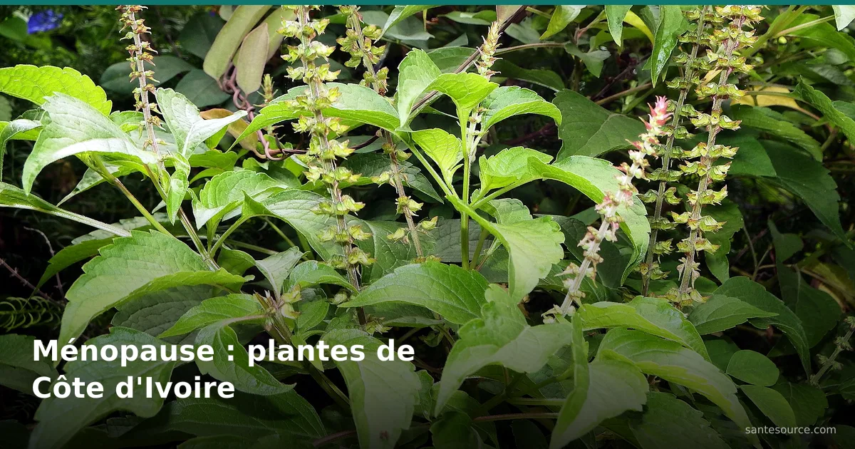 Basilic africain (Ocimum gratissimum) en fleur, plante citée contre la ménopause en Côte d'Ivoire