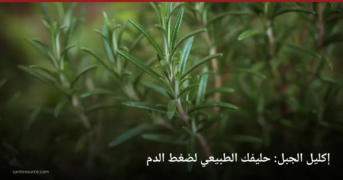 نبتة إكليل الجبل (أزير) الطازجة بأوراقها الإبرية الخضراء في الحقل