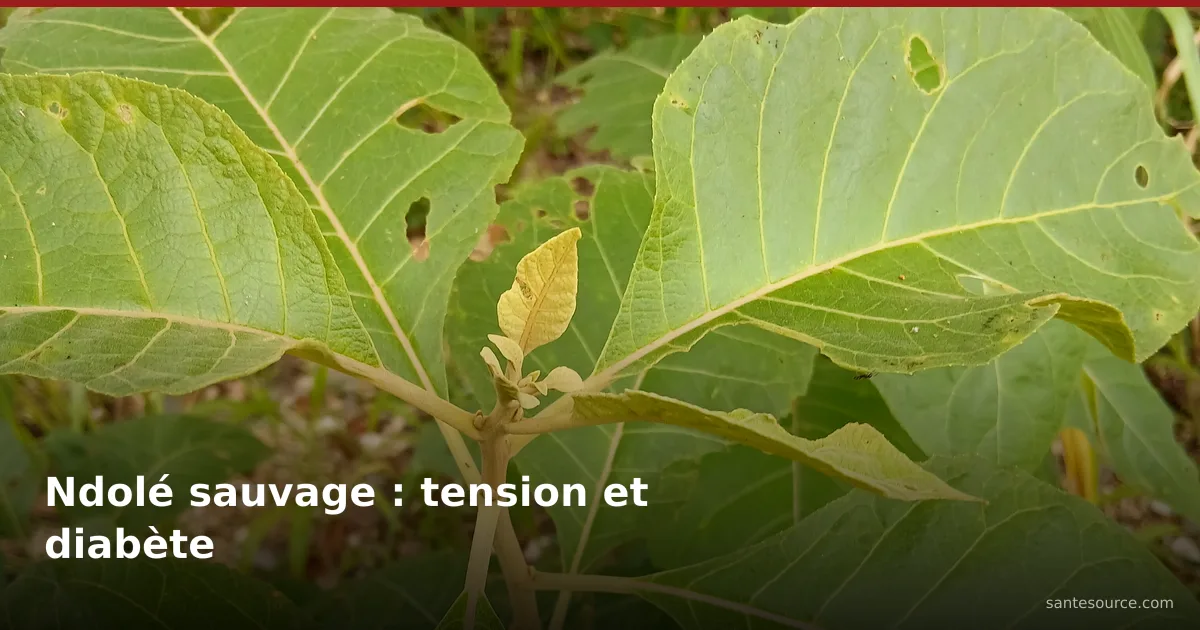 Feuilles de Vernonia colorata (ndolé sauvage) dans la brousse, plante amère pour la tension et le diabète en Côte d'Ivoire