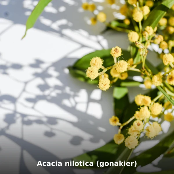 Photographie de Acacia nilotica (gonakier) (Acacia nilotica), plante médicinale africaine de la phytothérapie traditionnelle