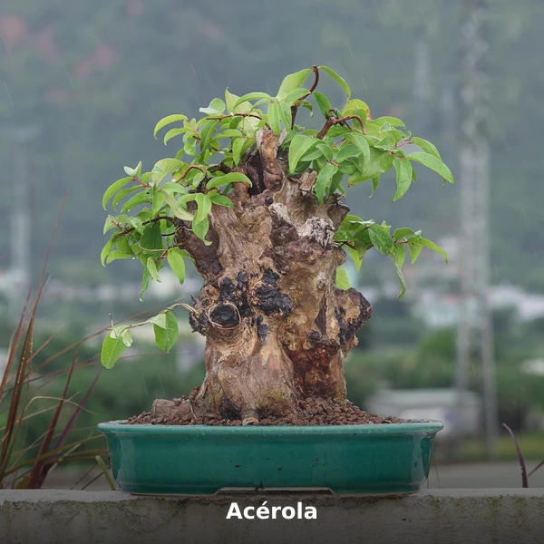 Photographie de Acérola (Malpighia emarginata), plante médicinale africaine de la phytothérapie traditionnelle