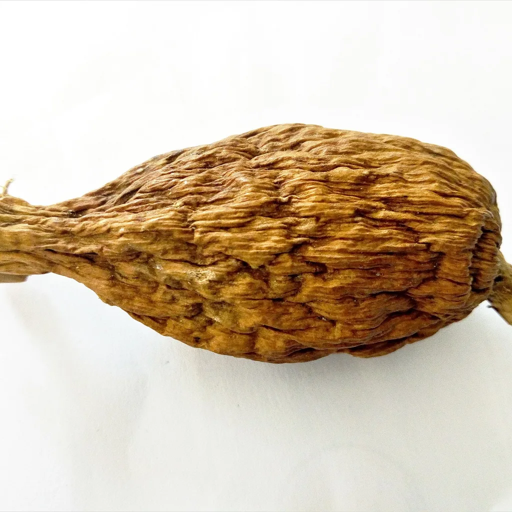 graines de paradis (Aframomum melegueta), épice médicinale ouest-africaine