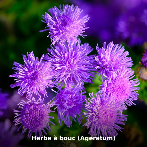 Photographie de Herbe à bouc (Ageratum) (Ageratum conyzoides), plante médicinale africaine de la phytothérapie traditionnelle