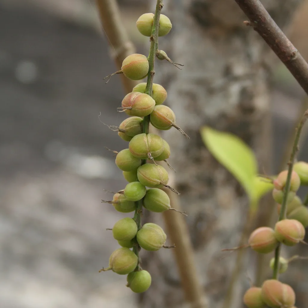 Alchornea cordifolia (Christmas bush / mbom), plante médicinale ouest-africaine pour l'ulcère