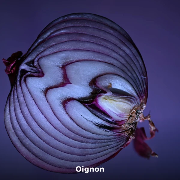 Photographie de Oignon (Allium cepa), plante médicinale africaine de la phytothérapie traditionnelle