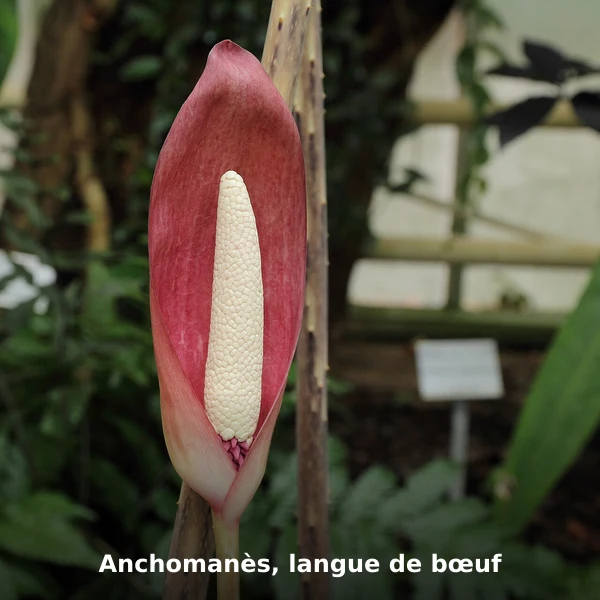 Photographie de Anchomanès, langue de bœuf (Anchomanes difformis), source Wikimedia Commons, plante médicinale africaine documentée