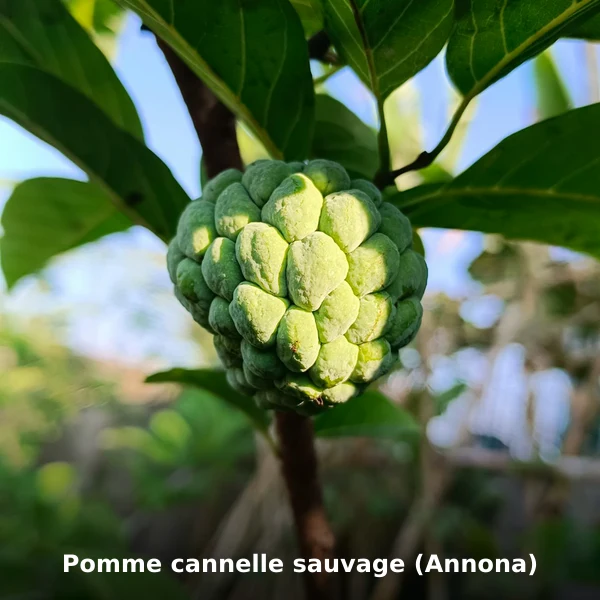 Photographie de Pomme cannelle sauvage (Annona) (Annona senegalensis), plante médicinale africaine de la phytothérapie traditionnelle
