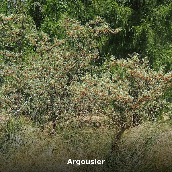 Photographie de Argousier (Hippophae rhamnoides), source Wikimedia Commons, plante médicinale africaine documentée