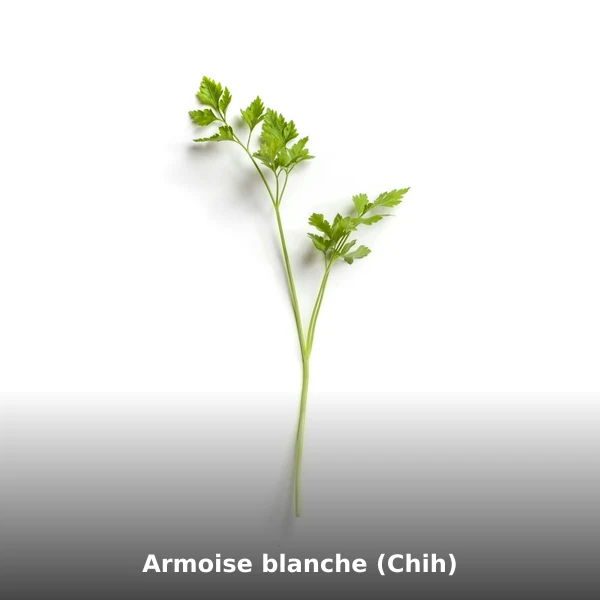 Photographie de Armoise blanche (Chih) (Artemisia herba-alba), plante médicinale africaine reconnue pour apaise les troubles digestifs en phytothérapie