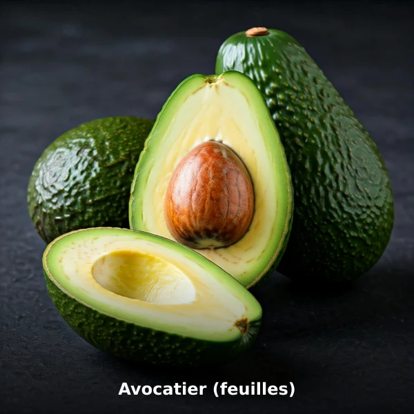Photographie de Avocatier (feuilles) (Persea americana), plante médicinale africaine de la phytothérapie traditionnelle