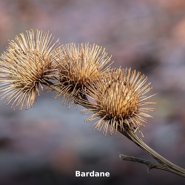 Photographie de Bardane (Arctium lappa), source Wikimedia Commons, plante médicinale africaine documentée