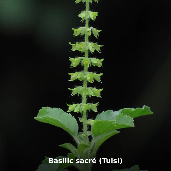 Photographie de Basilic sacré (Tulsi) (Ocimum sanctum), source Wikimedia Commons, plante médicinale africaine documentée