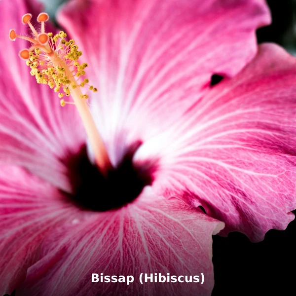 Photographie de Bissap (Hibiscus) (Hibiscus sabdariffa), plante médicinale africaine reconnue pour aide à réguler la tension artérielle en phytothérapie