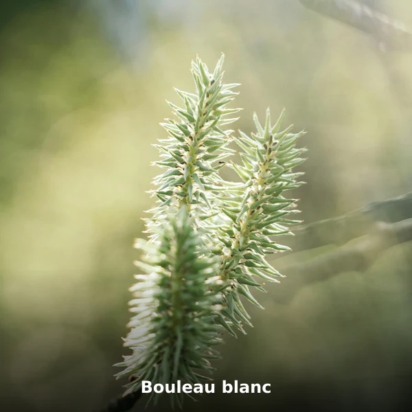 Photographie de Bouleau blanc (Betula pendula), plante médicinale africaine de la phytothérapie traditionnelle