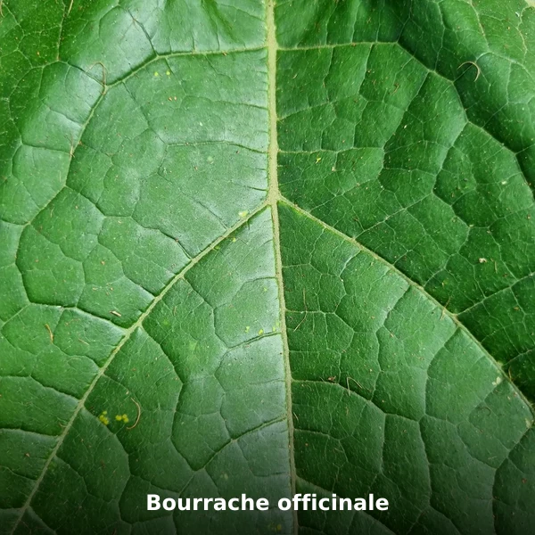 Photographie de Bourrache officinale (Borago officinalis), plante médicinale africaine de la phytothérapie traditionnelle