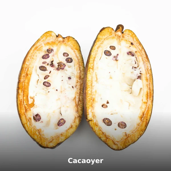 Photographie de Cacaoyer (Theobroma cacao), plante médicinale africaine de la phytothérapie traditionnelle