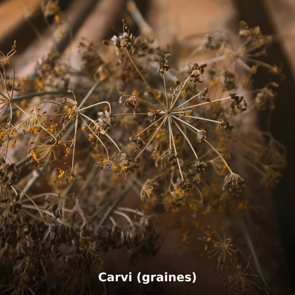 Photographie de Carvi (graines) (Carum carvi), plante médicinale africaine de la phytothérapie traditionnelle