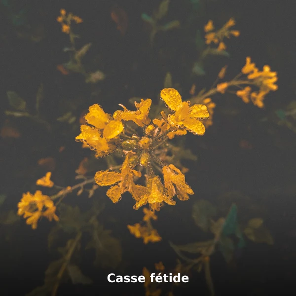 Photographie de Casse fétide (Senna occidentalis), plante médicinale africaine reconnue pour soutien hépatique traditionnel en phytothérapie