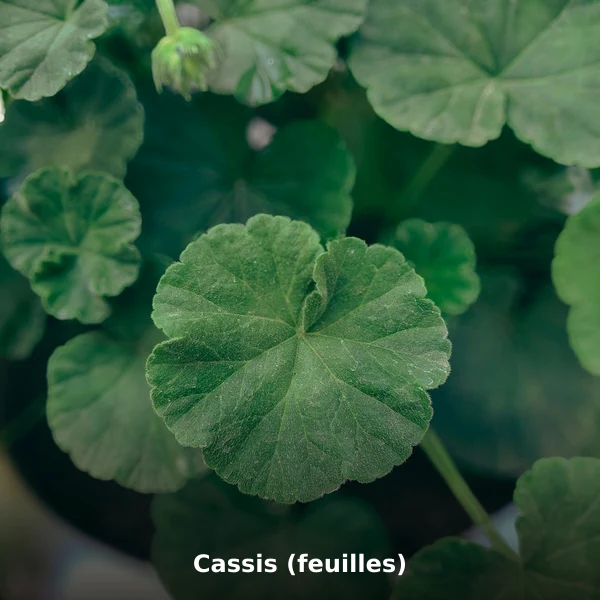 Photographie de Cassis (feuilles) (Ribes nigrum), plante médicinale africaine de la phytothérapie traditionnelle