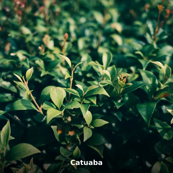 Photographie de Catuaba (Erythroxylum catuaba), plante médicinale africaine de la phytothérapie traditionnelle