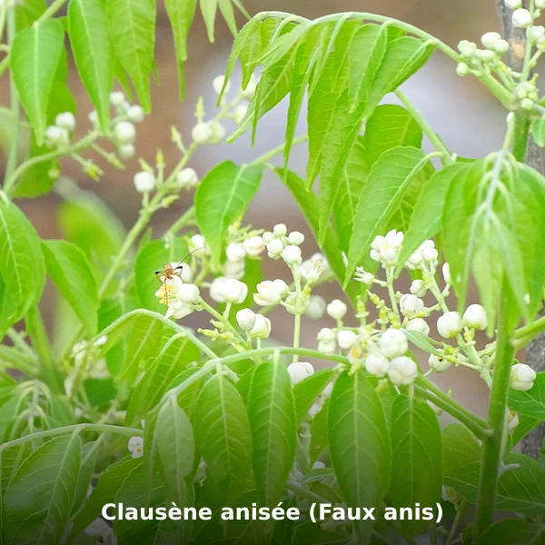 Photographie de Clausène anisée (Faux anis) (Clausena anisata), source Wikimedia Commons, plante médicinale africaine documentée