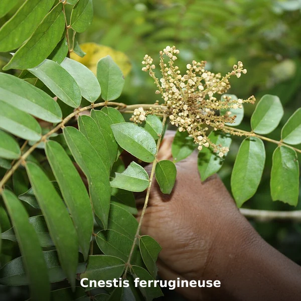 Photographie de Cnestis ferrugineuse (Cnestis ferruginea), source Wikimedia Commons, plante médicinale africaine documentée