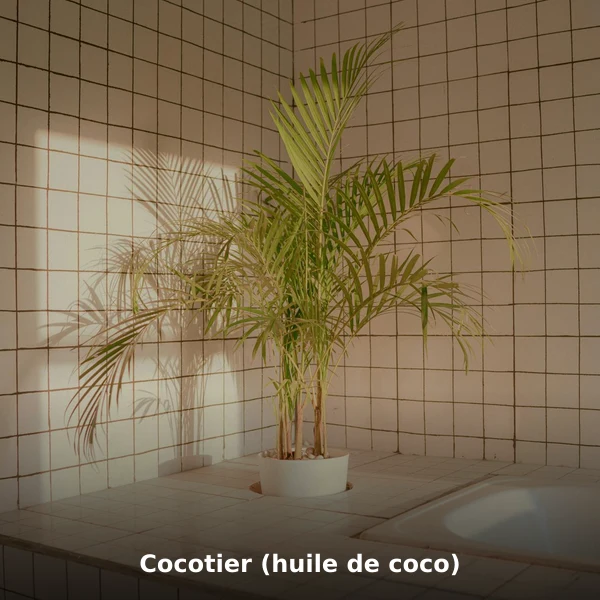 Photographie de Cocotier (huile de coco) (Cocos nucifera), plante médicinale africaine de la phytothérapie traditionnelle