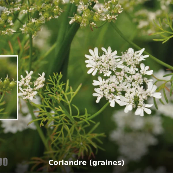 Photographie de Coriandre (graines) (Coriandrum sativum), source Wikimedia Commons, plante médicinale africaine documentée