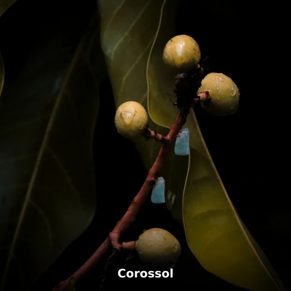 Photographie de Corossol (Annona muricata), plante médicinale africaine reconnue pour favorise un sommeil réparateur en phytothérapie