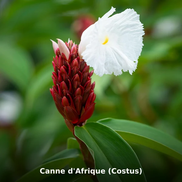 Photographie de Canne d'Afrique (Costus) (Costus afer), plante médicinale africaine de la phytothérapie traditionnelle