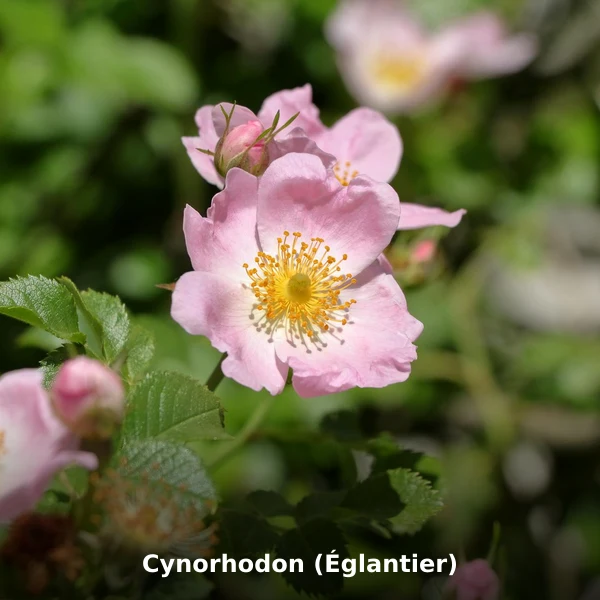 Photographie de Cynorhodon (Églantier) (Rosa canina), plante médicinale africaine de la phytothérapie traditionnelle