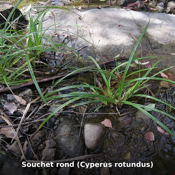 Photographie de Souchet rond (Cyperus rotundus) (Cyperus rotundus), source Wikimedia Commons, plante médicinale africaine documentée