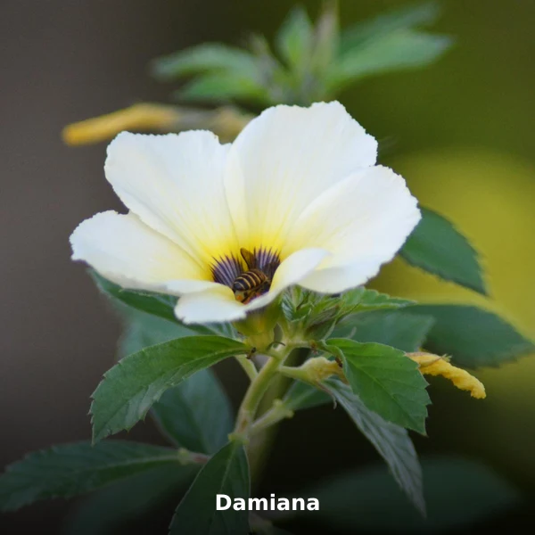 Photographie de Damiana (Turnera diffusa), plante médicinale africaine de la phytothérapie traditionnelle