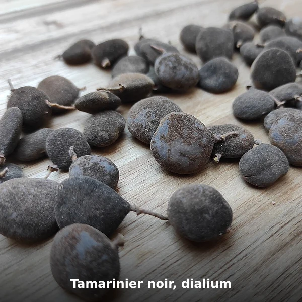 Photographie de Tamarinier noir, dialium (Dialium guineense), source Wikimedia Commons, plante médicinale africaine documentée