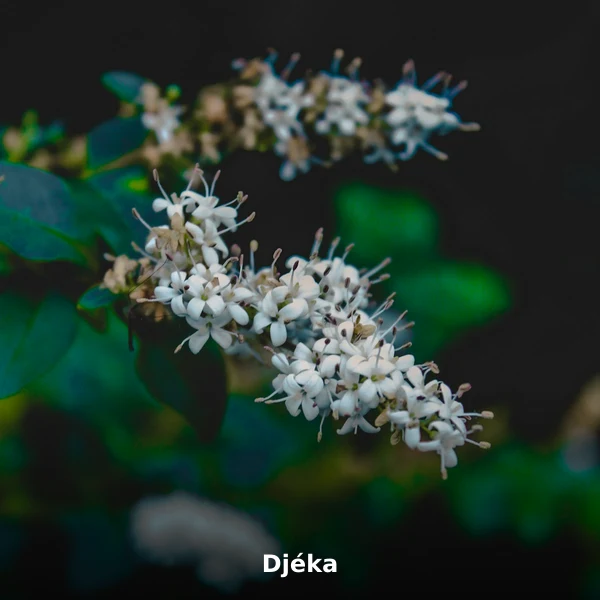 Photographie de Djéka (Justicia secunda), plante médicinale africaine reconnue pour soutient la fertilité féminine en phytothérapie
