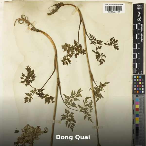 Photographie de Dong Quai (Angelica sinensis), source Wikimedia Commons, plante médicinale africaine documentée