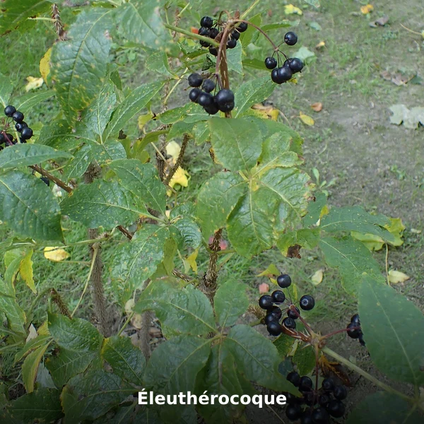 Photographie de Éleuthérocoque (Eleutherococcus senticosus), source Wikimedia Commons, plante médicinale africaine documentée