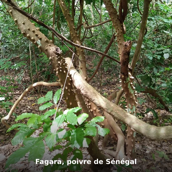 Photographie de Fagara, poivre de Sénégal (Zanthoxylum zanthoxyloides), source Wikimedia Commons, plante médicinale africaine documentée