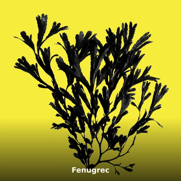 Photographie de Fenugrec (Trigonella foenum-graecum), plante médicinale africaine reconnue pour soutient la lactation chez la femme en phytothérapie