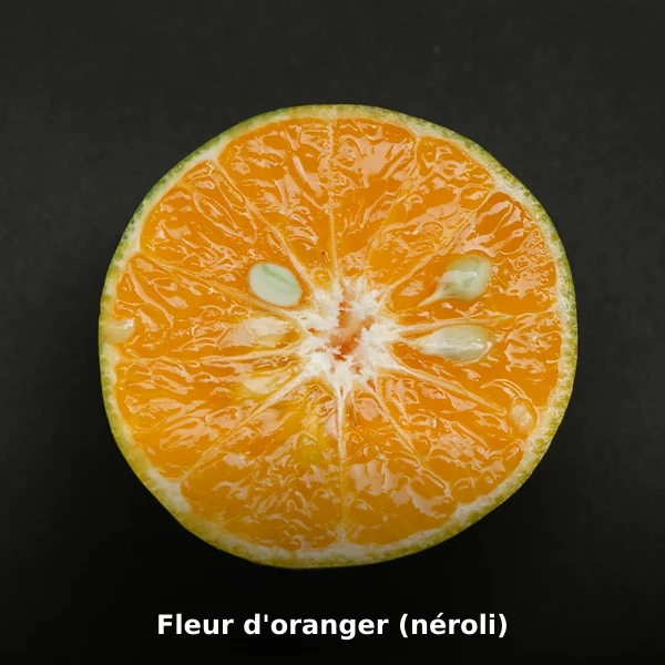 Photographie de Fleur d'oranger (néroli) (Citrus aurantium var. amara), plante médicinale africaine de la phytothérapie traditionnelle