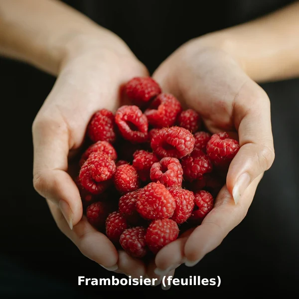 Photographie de Framboisier (feuilles) (Rubus idaeus), plante médicinale africaine de la phytothérapie traditionnelle