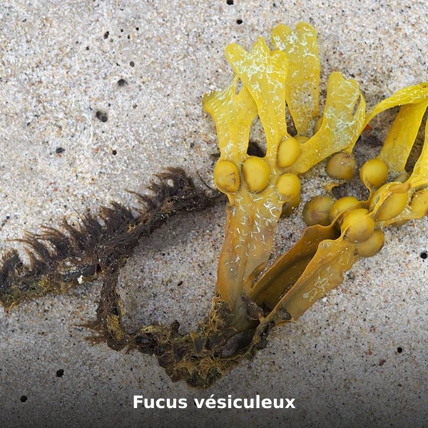 Photographie de Fucus vésiculeux (Fucus vesiculosus), source Wikimedia Commons, plante médicinale africaine documentée