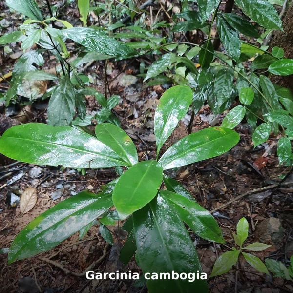 Photographie de Garcinia cambogia (Garcinia cambogia), source Wikimedia Commons, plante médicinale africaine documentée