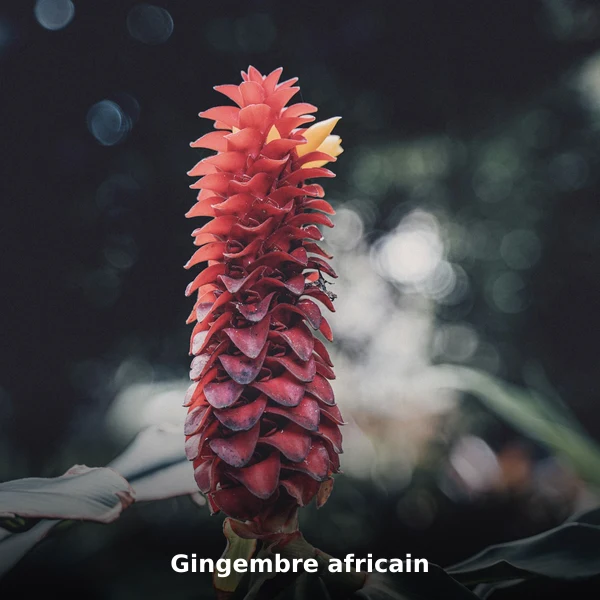 Photographie de Gingembre africain (Zingiber officinale), plante médicinale africaine reconnue pour stimule la digestion en phytothérapie