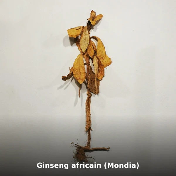 Photographie de Ginseng africain (Mondia) (Mondia whitei), plante médicinale africaine reconnue pour booste la vitalité masculine en phytothérapie