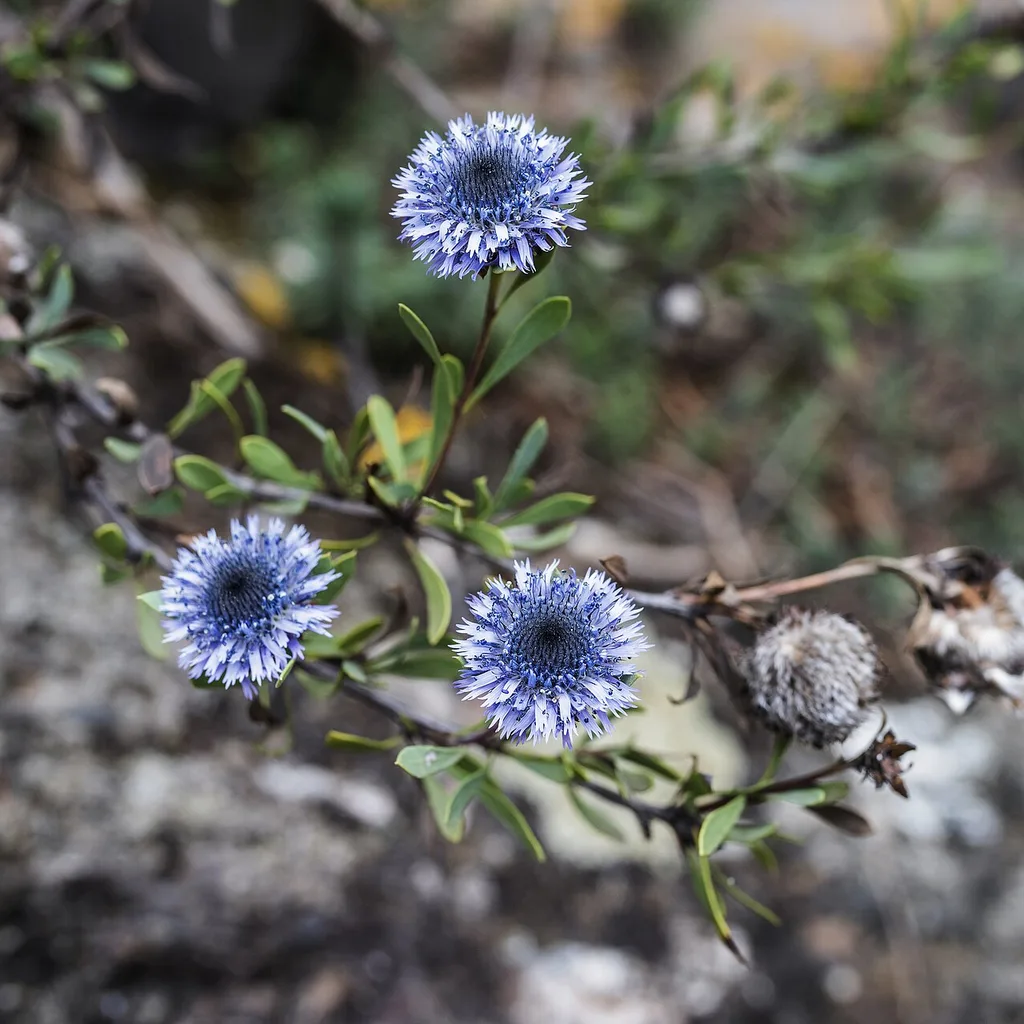 Globularia alypum (tasselgha), plante médicinale tunisienne pour le cholestérol