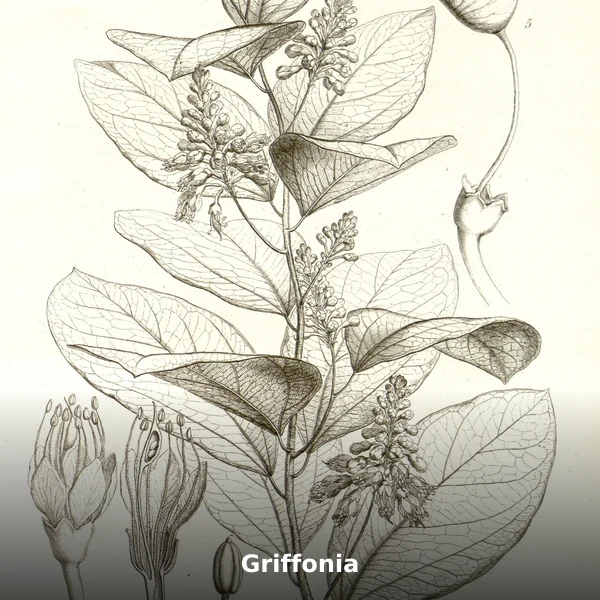 Photographie de Griffonia (Griffonia simplicifolia), source Wikimedia Commons, plante médicinale africaine documentée