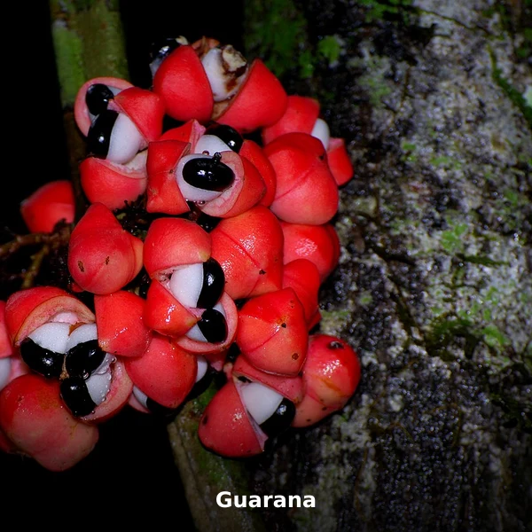 Photographie de Guarana (Paullinia cupana), source Wikimedia Commons, plante médicinale africaine documentée