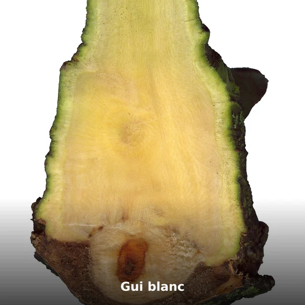 Photographie de Gui blanc (Viscum album), source Wikimedia Commons, plante médicinale africaine documentée